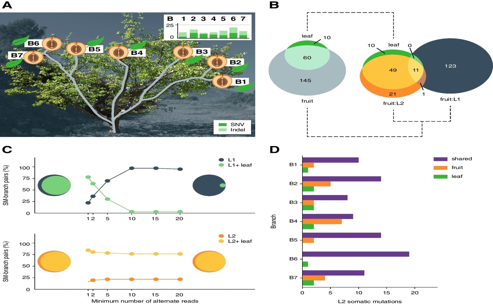 Most Plant Mutations Are Specific to Certain Layers