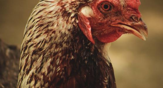 How Hatching and Body Weight Affect Growth, Gut Health, and Microbes in Chickens