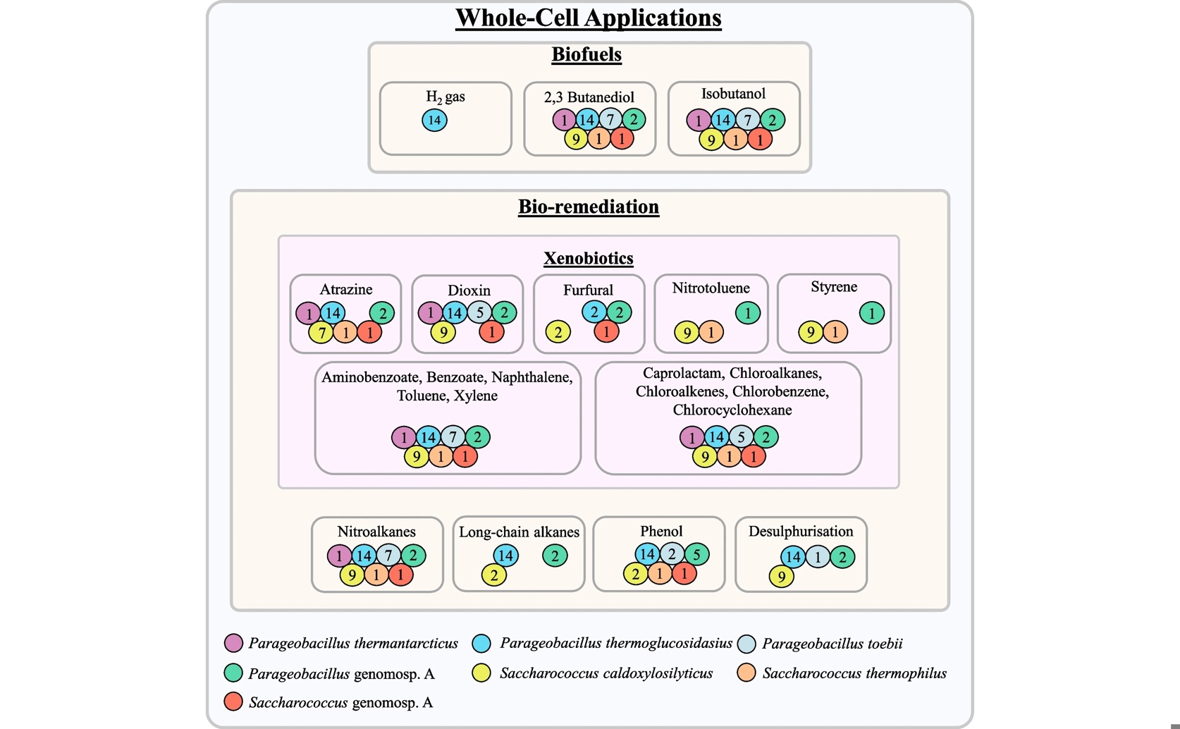 Unlocking the Biotech Potential of Key Bacteria through Genomic Analysis