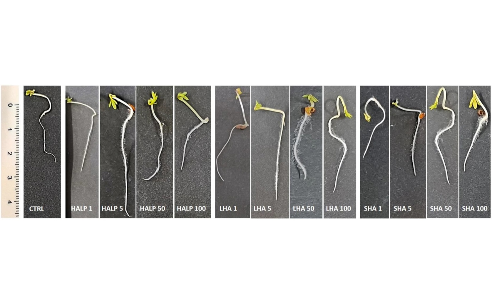 Boosting Garden Cress Growth with Humic Acids Controlled by Phenolic Radicals