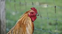 Special Diets with Natural Additives and Vitamins Help Chickens in Cold Weather