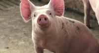 Turning Wild Pigs into Farm Animals: Early Results on Meat and Consumer Opinions