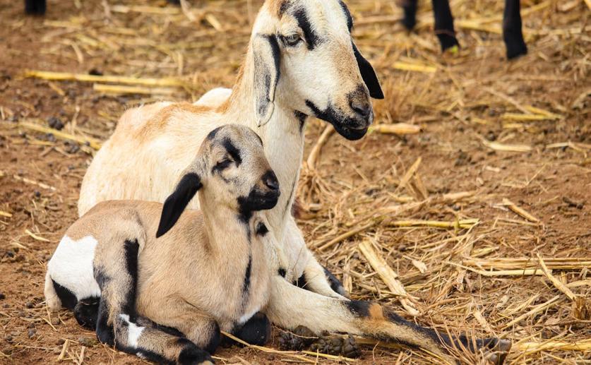 Tracing the Spread and Diversity of Modern Goats Across Europe, Africa, and Asia