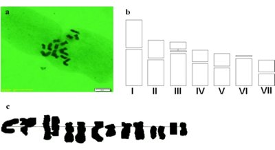 Understanding Genetic and Growth Traits of Two Types of Vetch Plants