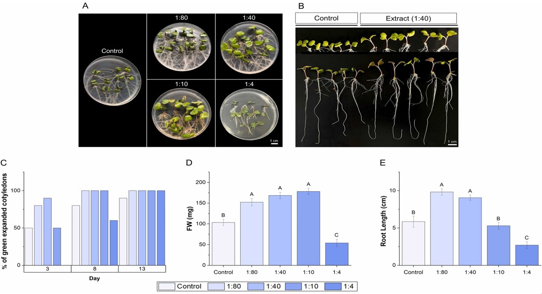 How Natural Compounds Boost Broccoli Seedling Growth by Enhancing Metabolism