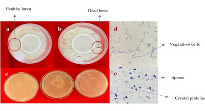 Exploring Local Bacteria for Natural Toxins to Combat Melon Fruit Fly