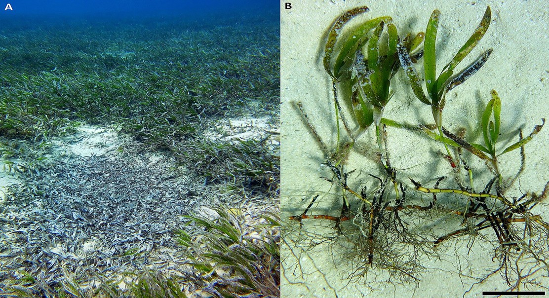 New Root-Fungus Partnership Discovered in Indo-Pacific Seagrass