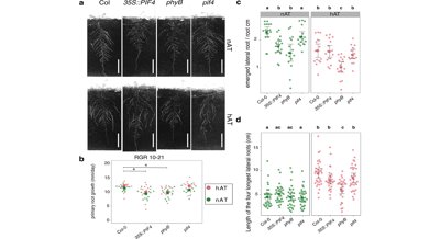 How Plant Genes Affect Flower Growth in Warm Temperatures