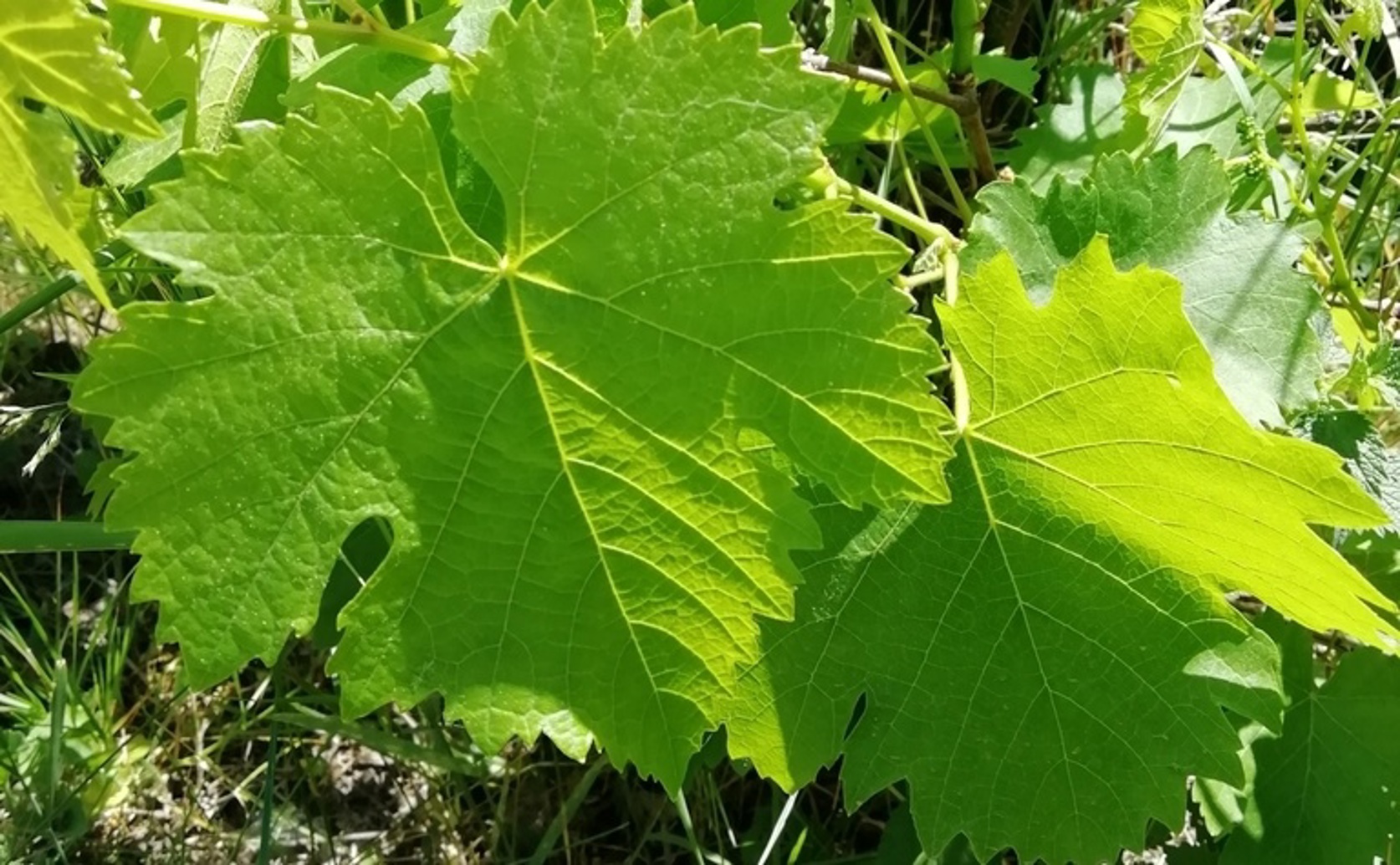 How Different Tillage Methods Affect Soil Bacteria in a Sloping Vineyard