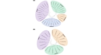 Unraveling Pumpkin Stress Response Through Key Gene Interaction