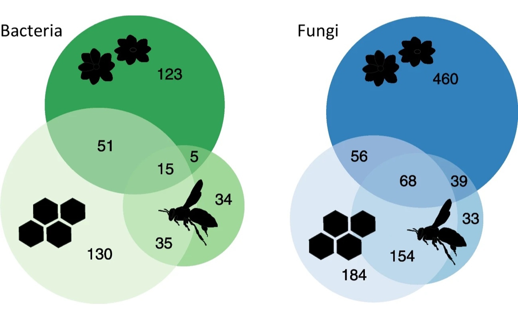 Unique Bacteria and Fungi Pathways in Honey Bees, Honey, and Flowers