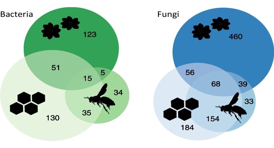 Unique Bacteria and Fungi Pathways in Honey Bees, Honey, and Flowers