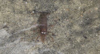 New Hormone Discovered That Affects Ovarian Development in Peppermint Shrimp