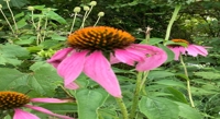 Echinacea Extract Protects Kidneys from Pesticide Damage