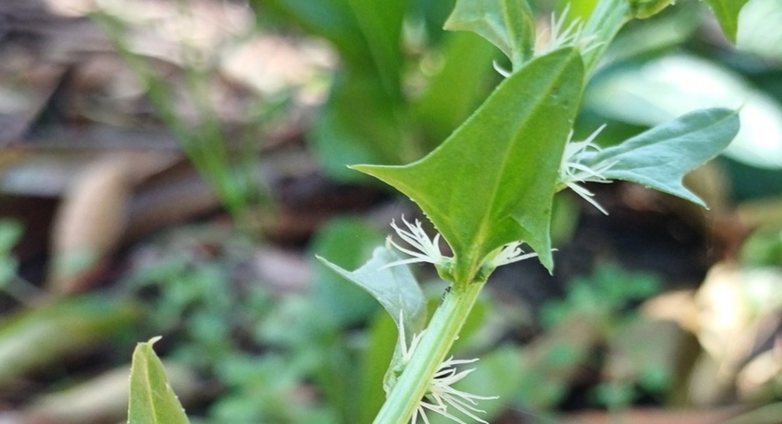 Stabilized Green Food Color from Spinach: How a Special Enzyme Process Works