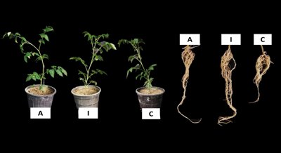 Improving Tomato Plant Health Using Mutant Fungi and Bacteria with Radiation