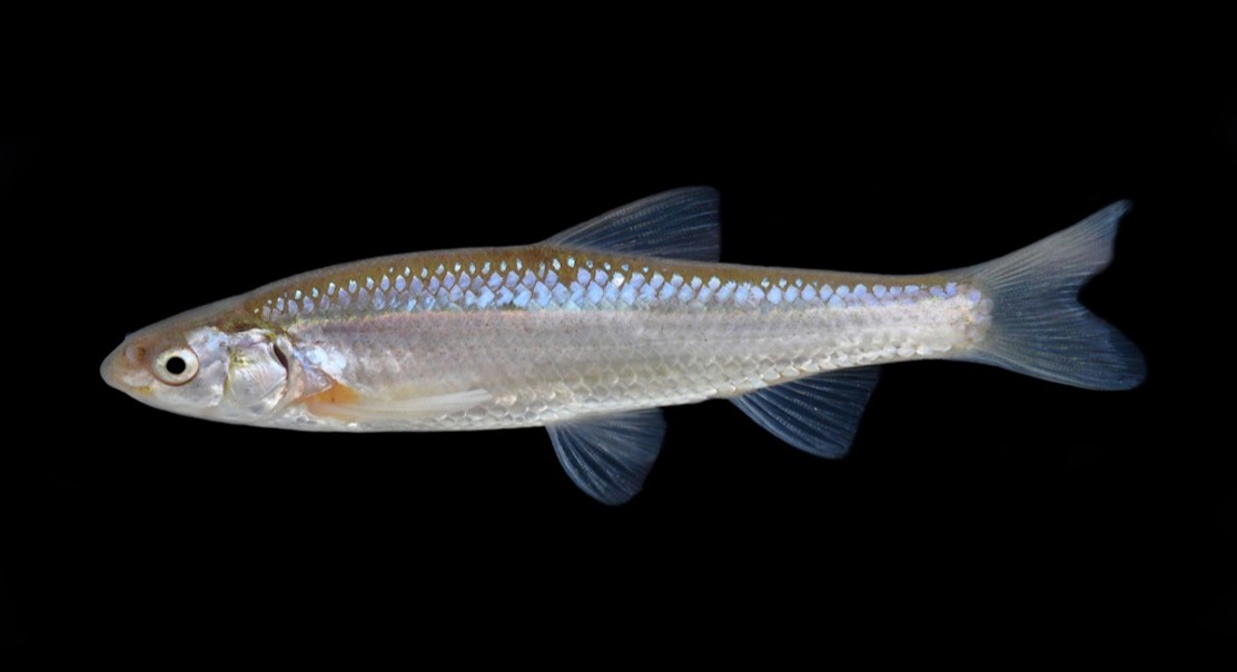 Nomadic Movement Patterns of Small Fish in a Fragmented Desert River