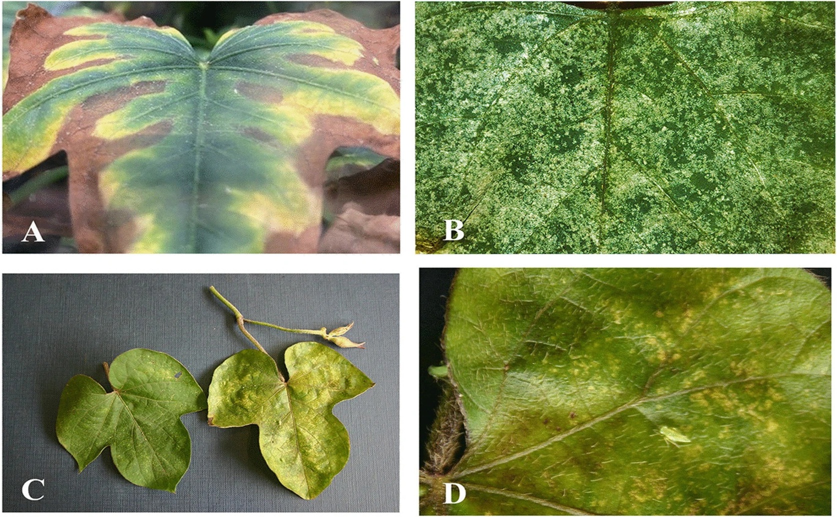 Sweet Potato Leaf Damage and Insights from Leafhoppers