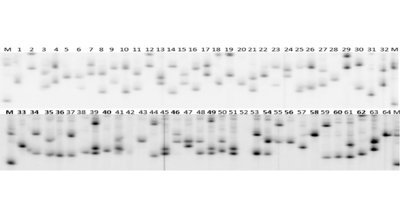 Measuring Genetic Diversity in Wild Grapevines Using DNA Markers