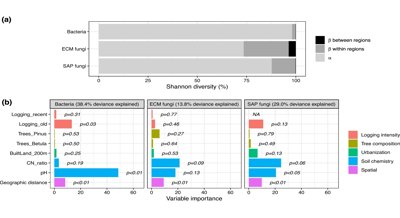 Unique Tree Mix and Soil Microbes Linked in City Spruce Forests
