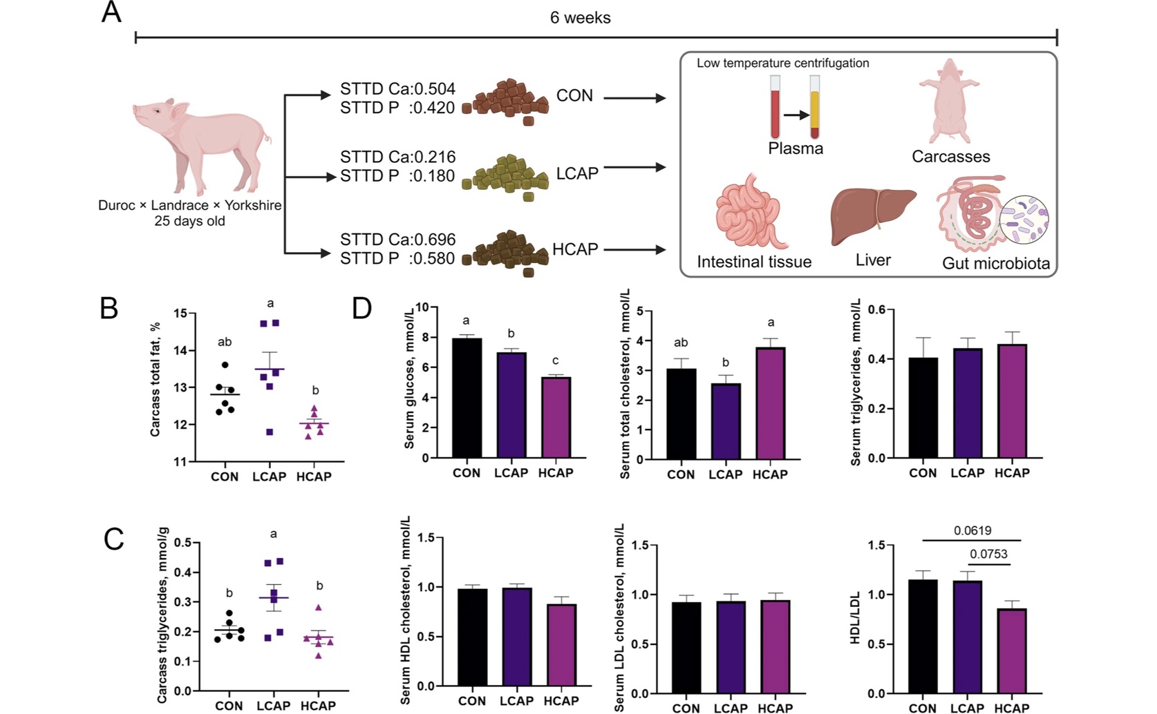 How Calcium and Phosphorus in Diet Affect Fat Metabolism in Young Animals