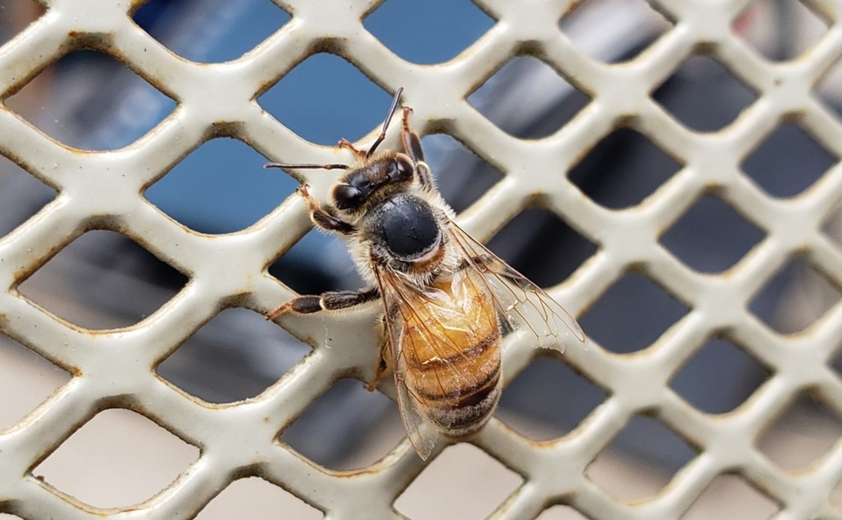 Heart Activity Changes in Honeybees When Exposed to Fipronil