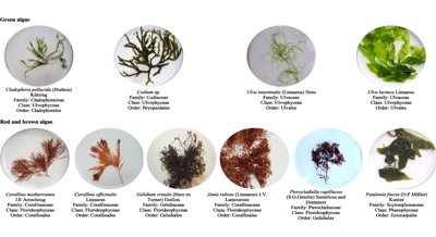 Bacterial Communities on and Inside Marine Seaweeds: Distribution and Functions