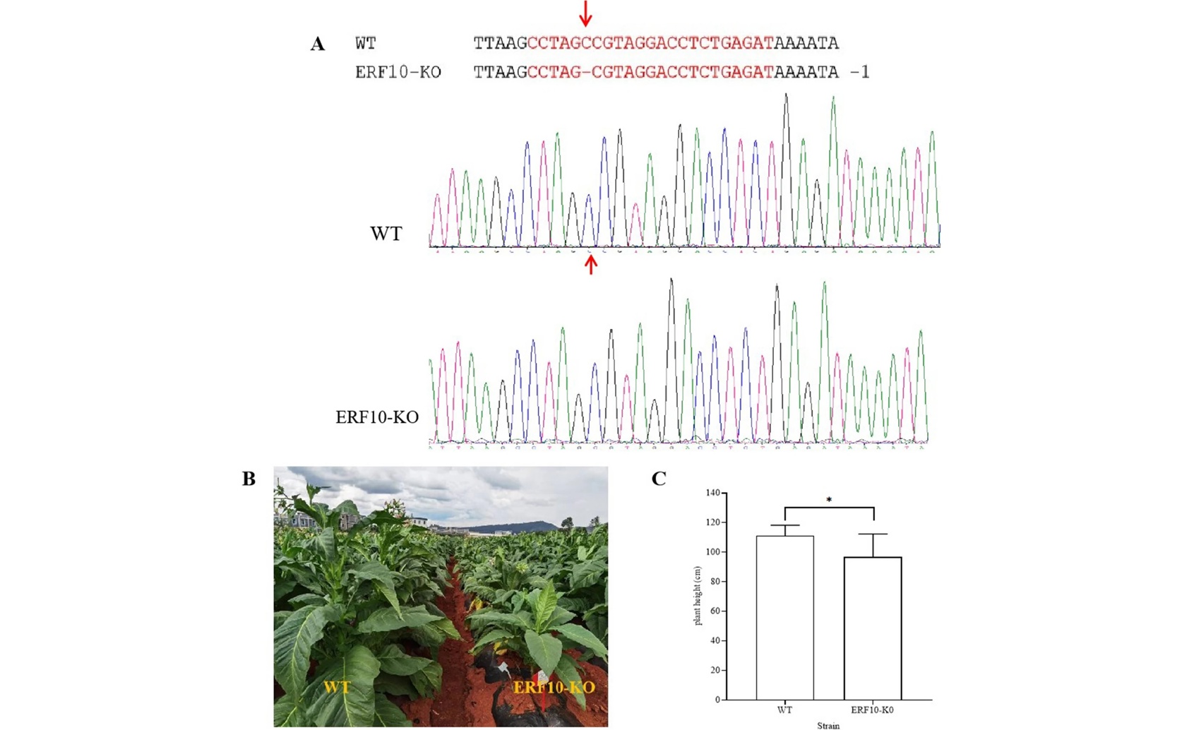 New Discovery of NtERF10 Gene Boosts Tobacco Plant Height