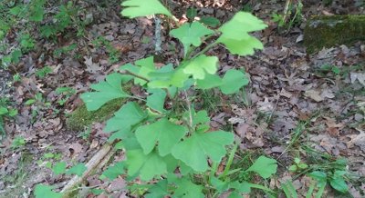 Ginkgo Biloba Extract Protects Brain Cells from Damage in Alzheimer's Disease