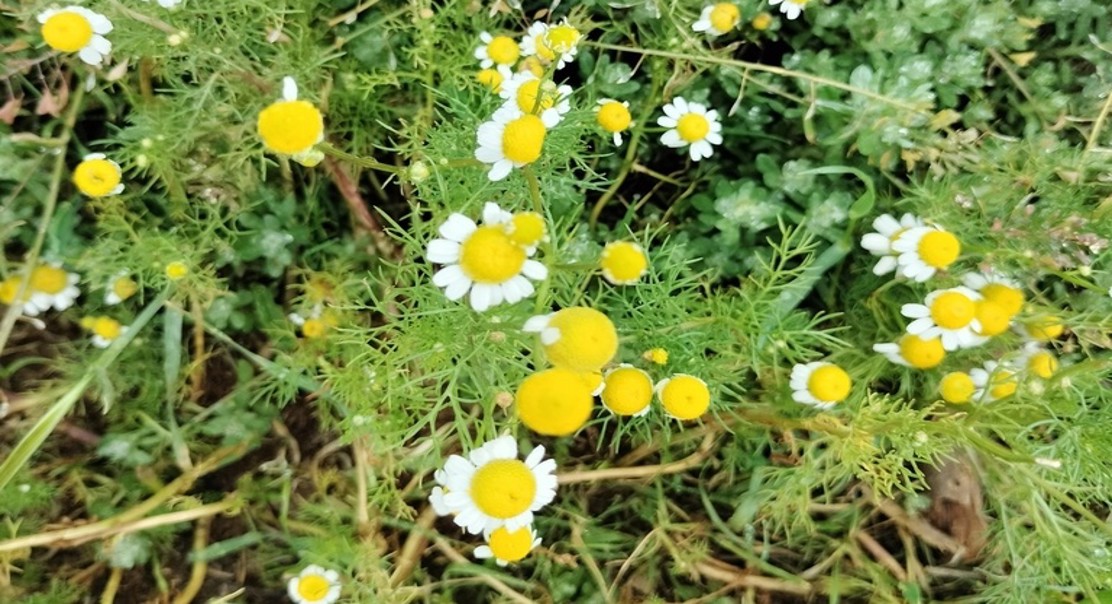 Chamomile's Impact on Sleep: A Comprehensive Review of Clinical Studies