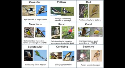 City Layout Affects Where Birds Are Most Attractive