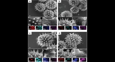 Recyclable Sunflower-based Catalyst for Better Breakdown of Pharmaceuticals