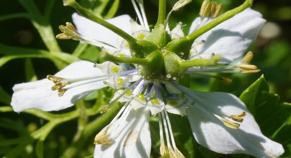 Study on the Benefits of Black Seed Oil in Reducing Seasonal Allergy Symptoms