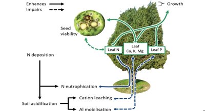 How Nitrogen Pollution Hinders Common Juniper Growth in Heathlands