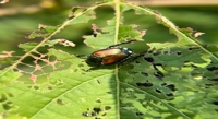 Unraveling the Japanese Beetle's DNA to Understand Its Invasive Threat