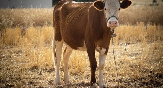 Identifying Worm Species in Cows by Their DNA