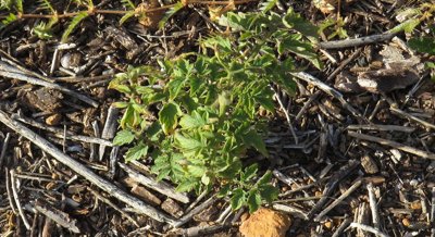 Using Special Chemicals to Control Harmful Pests in Tomato Gardens