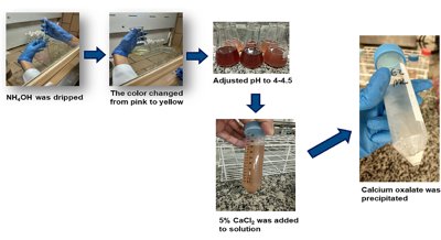 Comparing Oxalic Acid Levels in Different Parts of Purslane and Spinach