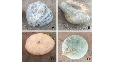 Evaluating Pumpkin Varieties and Identifying the Best Ones for Future Breeding