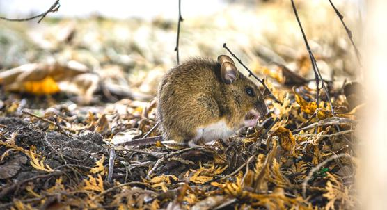 Herbal Formula Shows Promise Against Liver Scarring in Mice