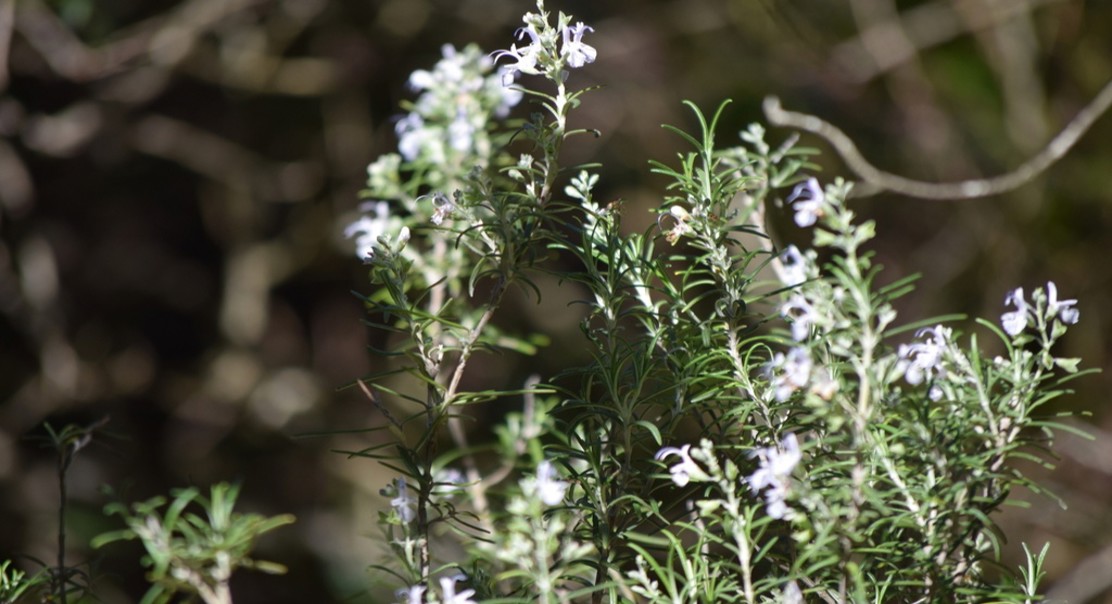 Understanding How People Use and Feel About Rosemary