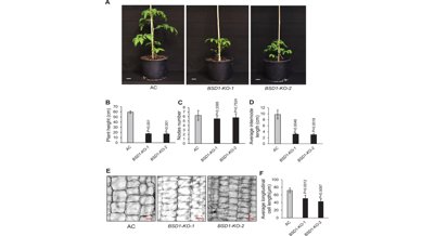 How a Key Protein Pair Controls Growth and Hormone Production in Tomato Plants
