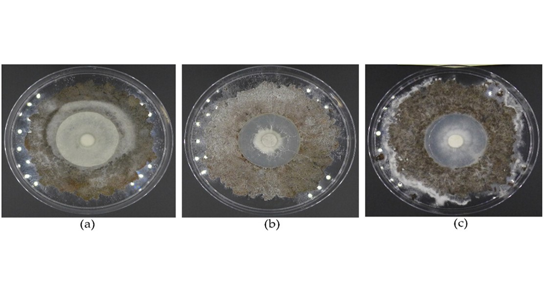 Harnessing Native Fungi to Clean Up Organic Pollutants in Fiberbank Sites