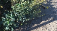 Exploring the Nutritional Value and Antioxidants in Cabbage Varieties