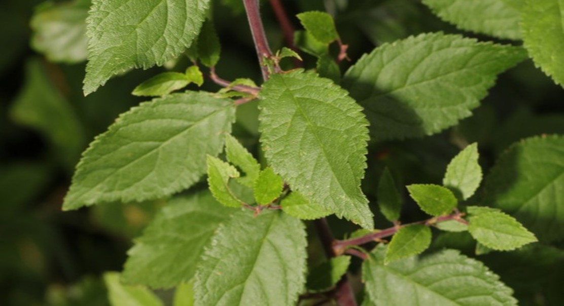 Blackthorn Fruit Extracts and Blue Light to Combat Harmful Bacteria