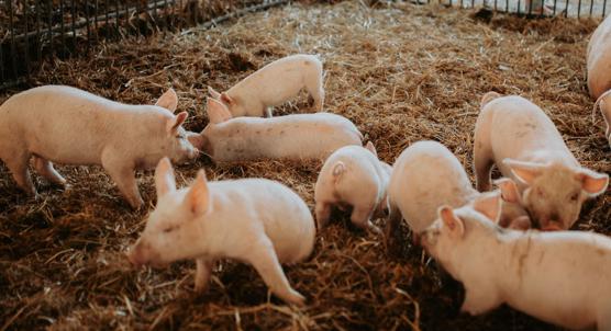 Dietary Supplement Blend for Young Piglets on Farms