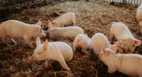 Dietary Supplement Blend for Young Piglets on Farms