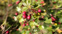 Hawthorn Berry Compounds Boost Immune Cells' Defense Signals