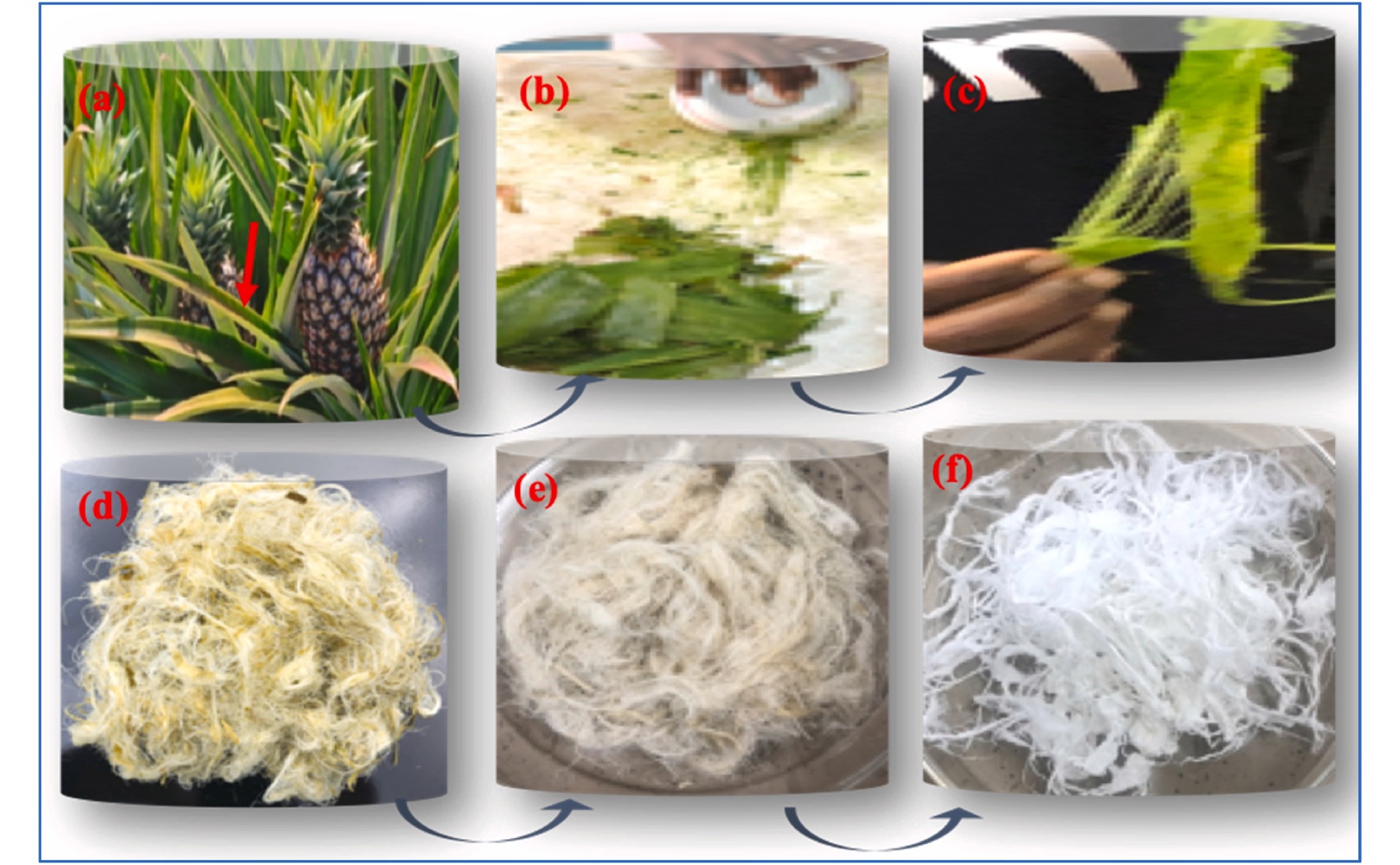 Creating Natural Microfibers from Oil Palm and Pineapple Leaves for Various Uses
