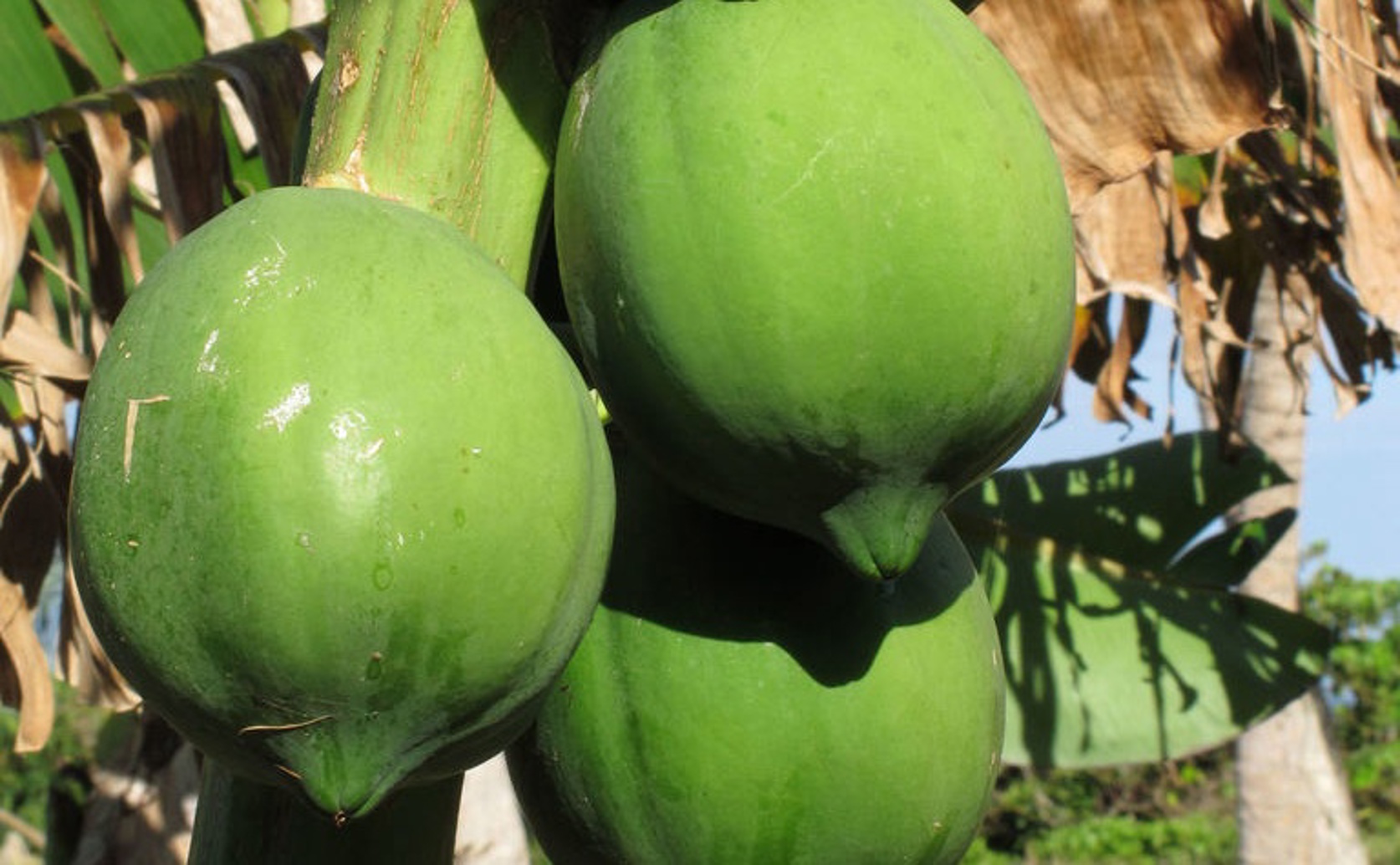Calcium-Rich Algae Extract Eases Salt Stress in Young Papaya Plants